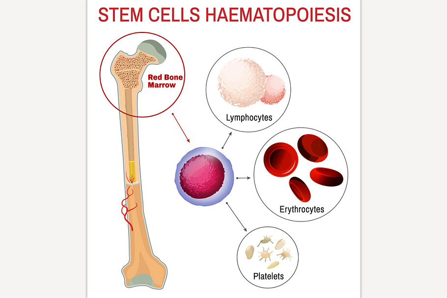 Blood stem cells haematopoiesis in Illustrations - product preview 8