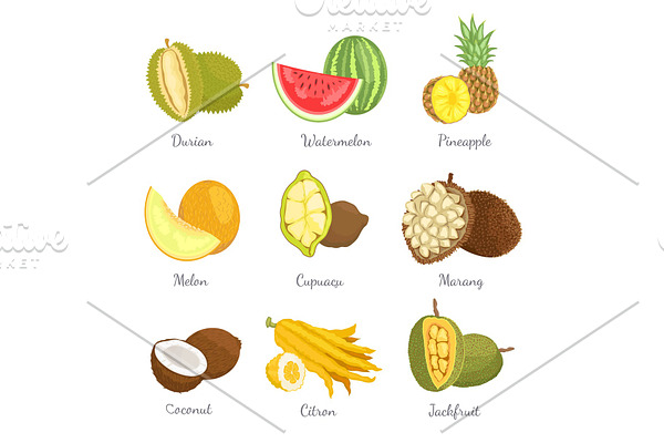 Durian ans Watermelon Icons Vector