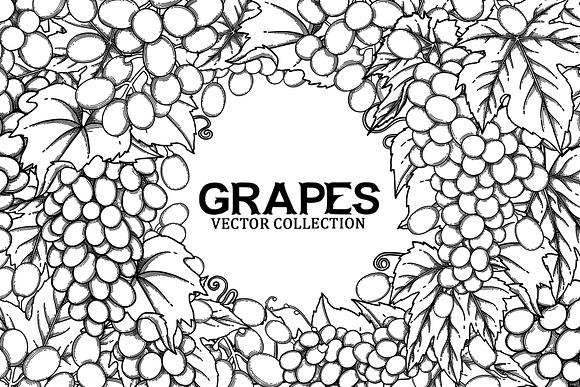 Grapes - vector graphics in Illustrations - product preview 4