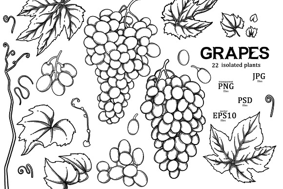Grapes - vector graphics in Illustrations - product preview 5