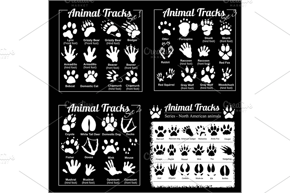 Animal Tracks - North American in Illustrations - product preview 8