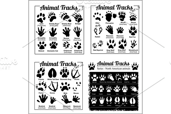 Animal Tracks - North American