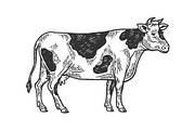 Cow rural farm animal engraving