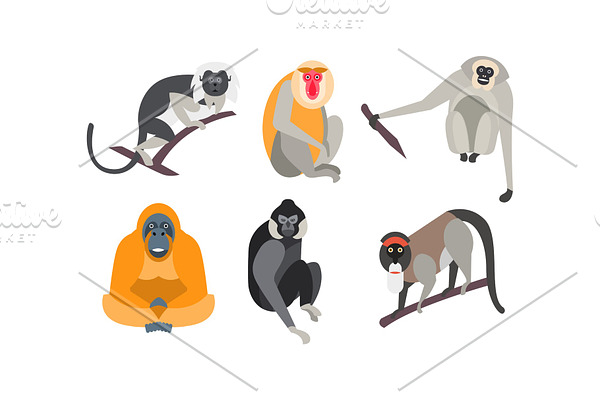 Different breeds of monkeys set