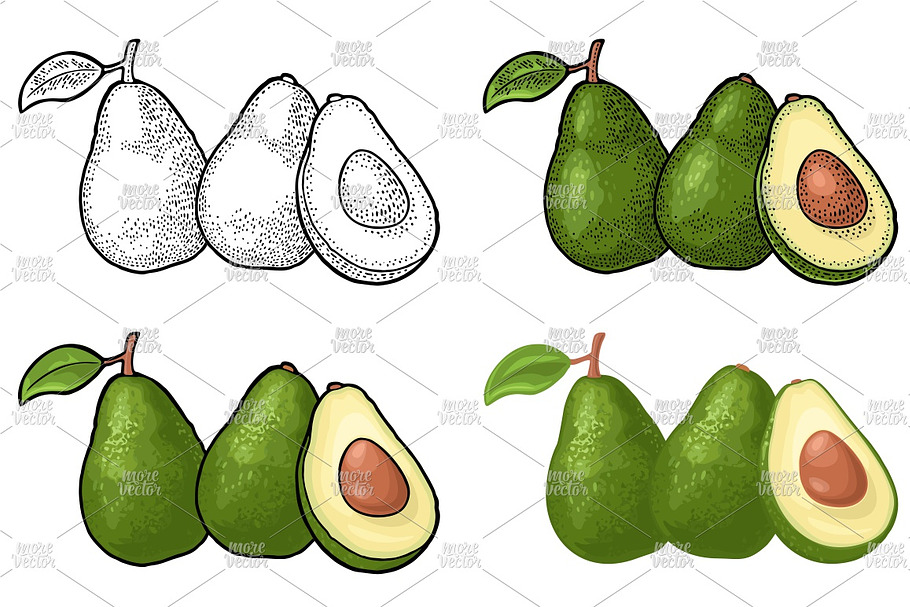 Half whole avocado engraving in Illustrations - product preview 8