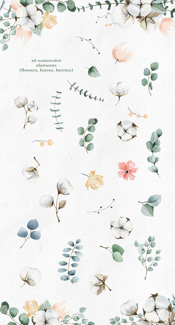 Cotton and Eucalyptus in Illustrations - product preview 1