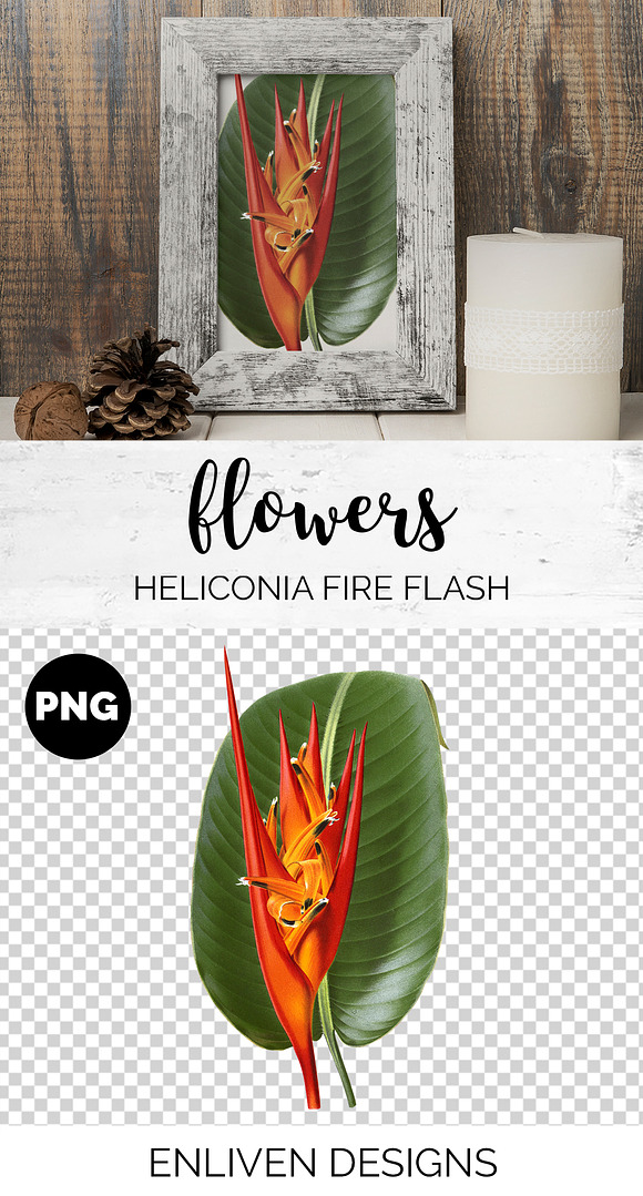 Red Flowers Heliconia Fire Flash in Illustrations - product preview 1