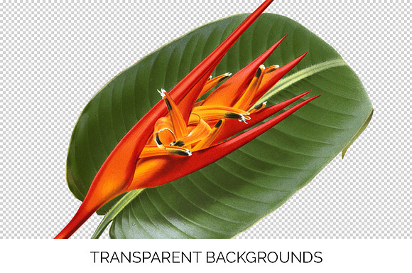 Red Flowers Heliconia Fire Flash in Illustrations - product preview 2