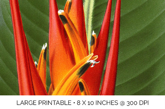 Red Flowers Heliconia Fire Flash in Illustrations - product preview 4