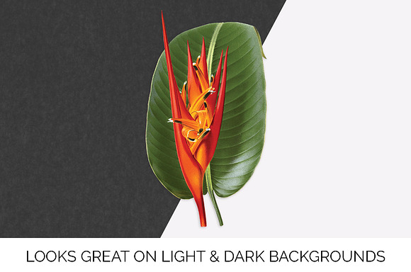 Red Flowers Heliconia Fire Flash in Illustrations - product preview 6