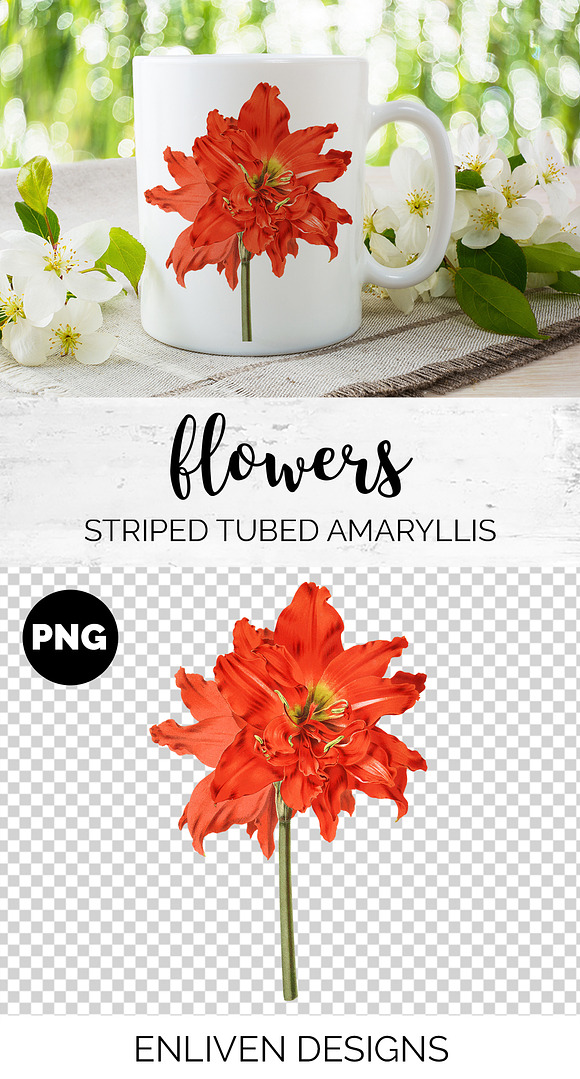 Red Floral Striped Tubed Amaryllis in Illustrations - product preview 1