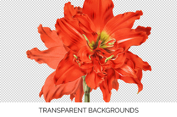 Red Floral Striped Tubed Amaryllis in Illustrations - product preview 2