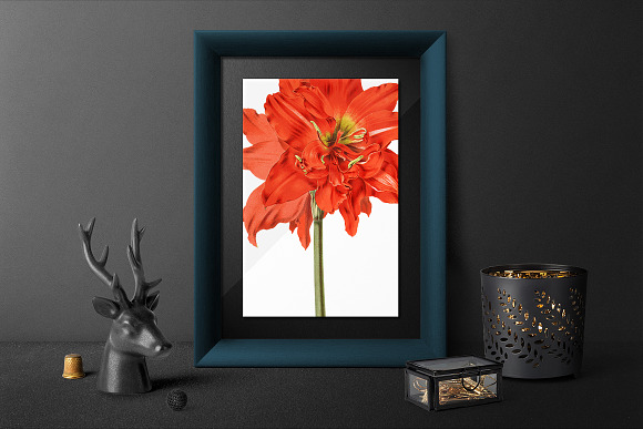 Red Floral Striped Tubed Amaryllis in Illustrations - product preview 3