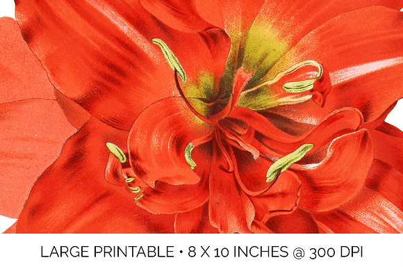 Red Floral Striped Tubed Amaryllis in Illustrations - product preview 4