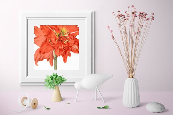 Red Floral Striped Tubed Amaryllis in Illustrations - product preview 5