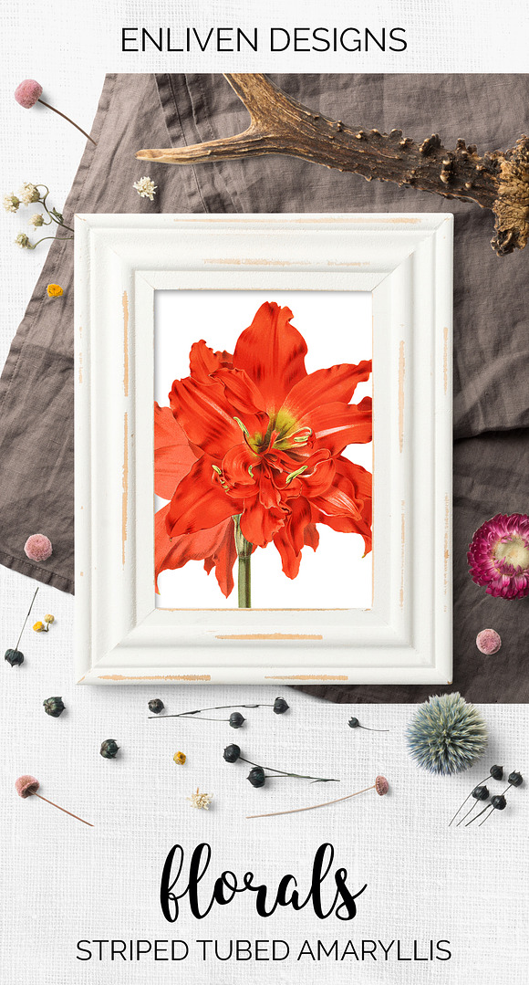 Red Floral Striped Tubed Amaryllis in Illustrations - product preview 7