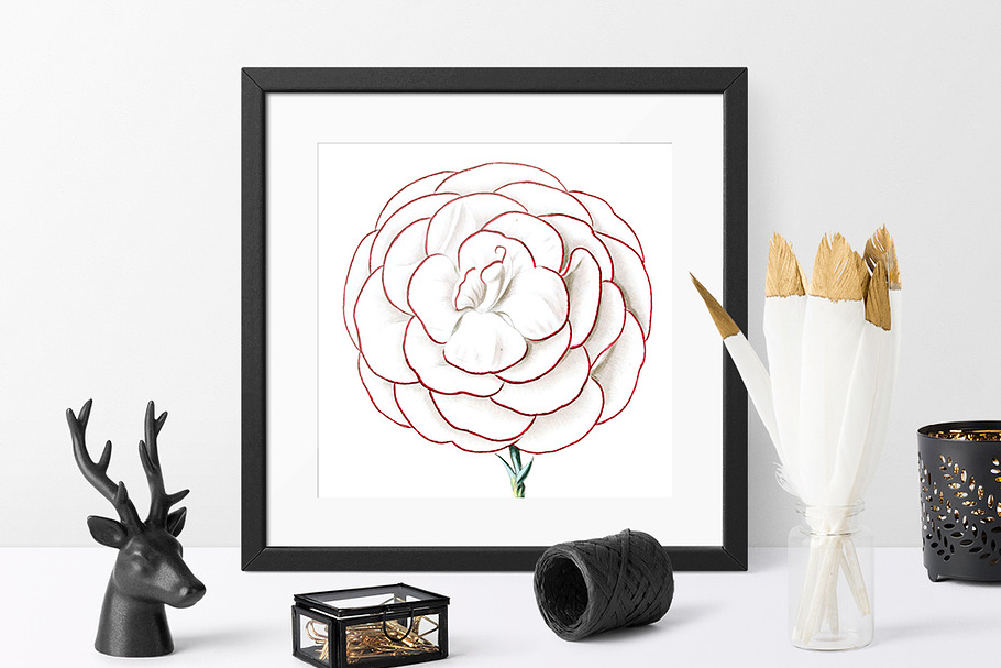 Carnation Clipart Flower in Illustrations - product preview 8