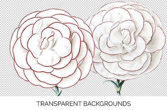 Carnation Clipart Flower in Illustrations - product preview 1