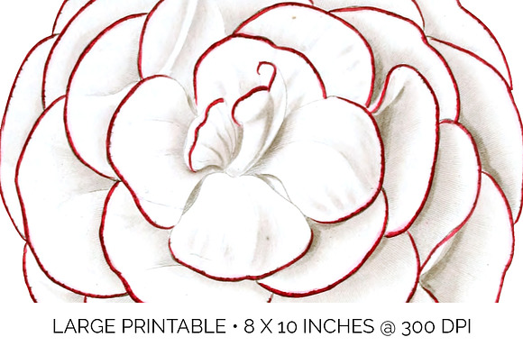 Carnation Clipart Flower in Illustrations - product preview 3