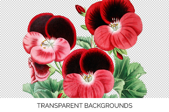 Geranium in Illustrations - product preview 1