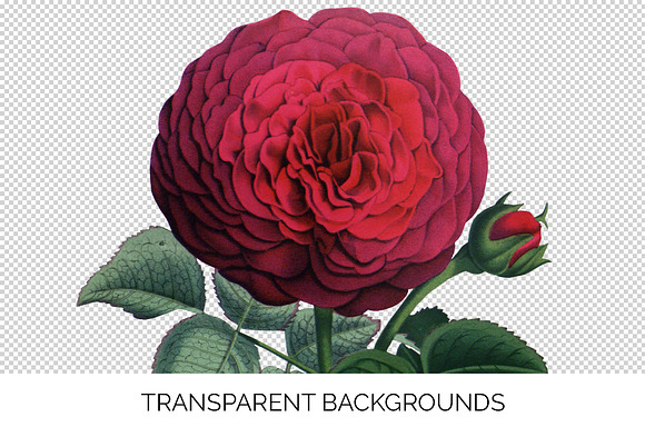 Red Rose in Illustrations - product preview 1