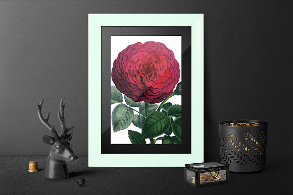 Red Rose in Illustrations - product preview 4