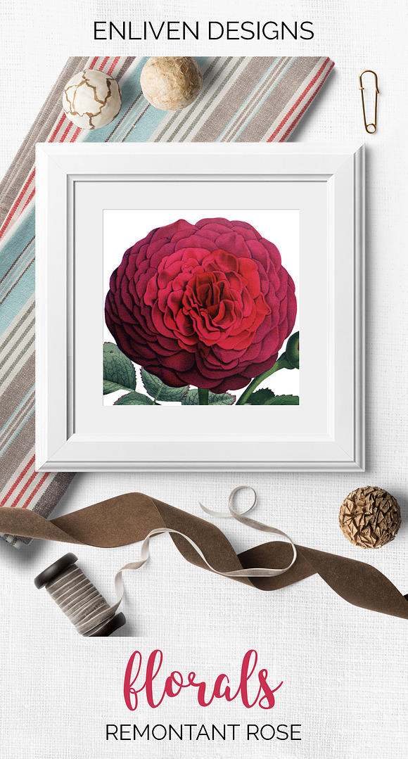 Red Rose in Illustrations - product preview 6