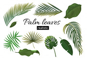 Tropical Plant Leaf Set. Realistic