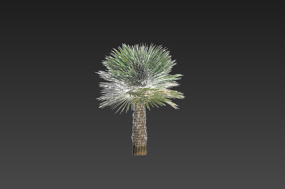 Palm with LODs in Nature - product preview 2
