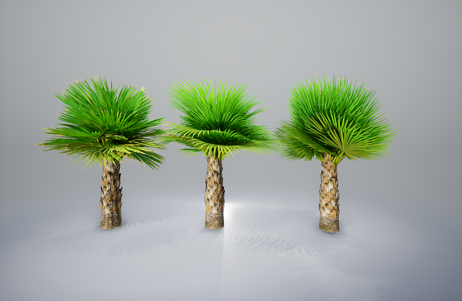 Palm with LODs in Nature - product preview 3