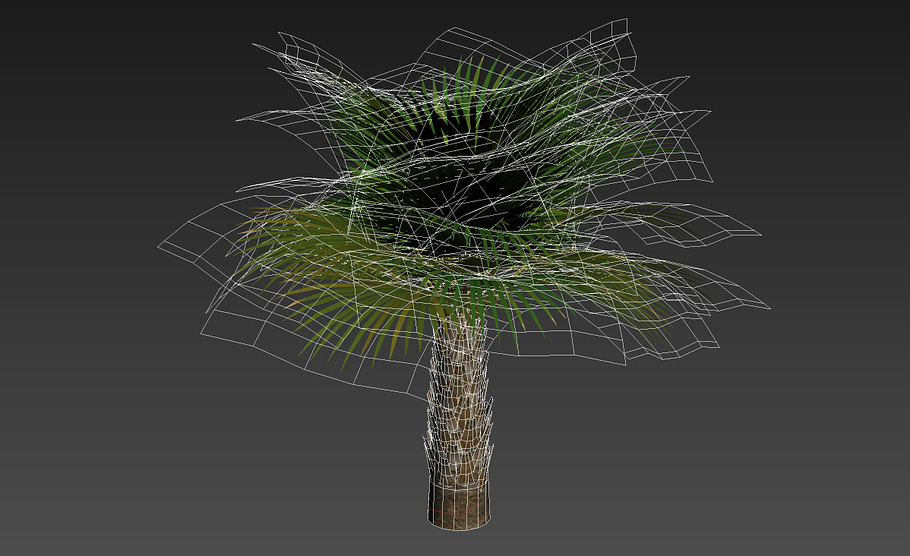 Palm with LODs in Nature - product preview 7