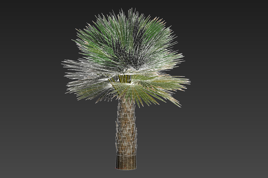 Palm with LODs in Nature - product preview 8
