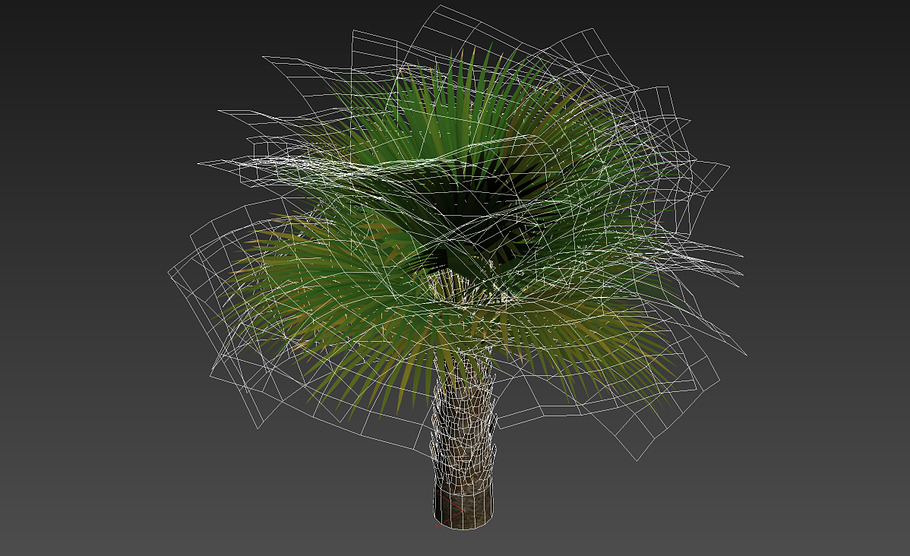 Palm with LODs in Nature - product preview 9