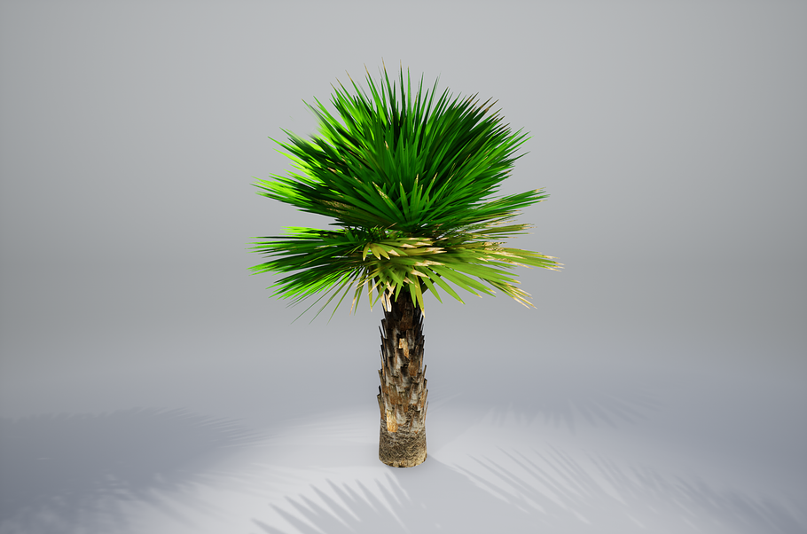 Palm with LODs in Nature - product preview 12