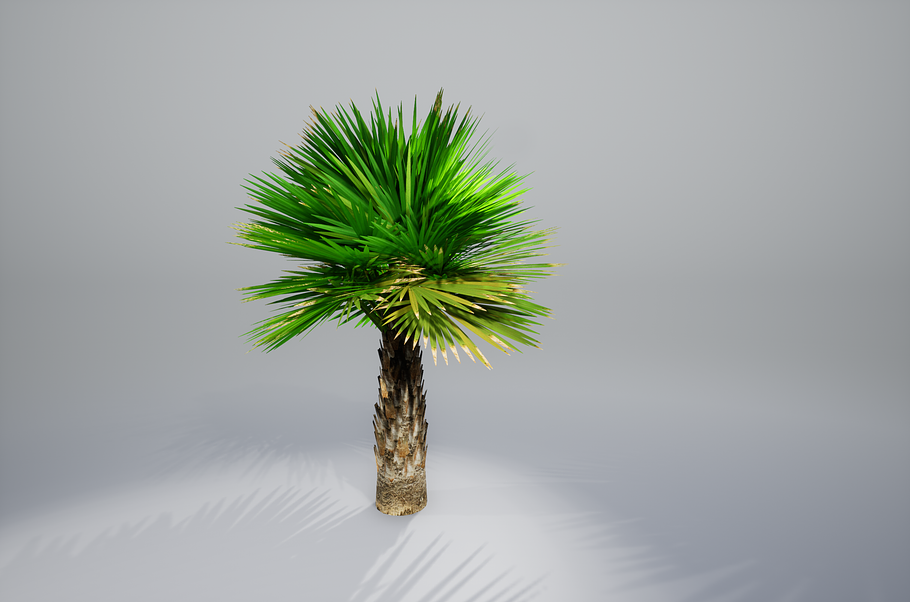 Palm with LODs in Nature - product preview 13