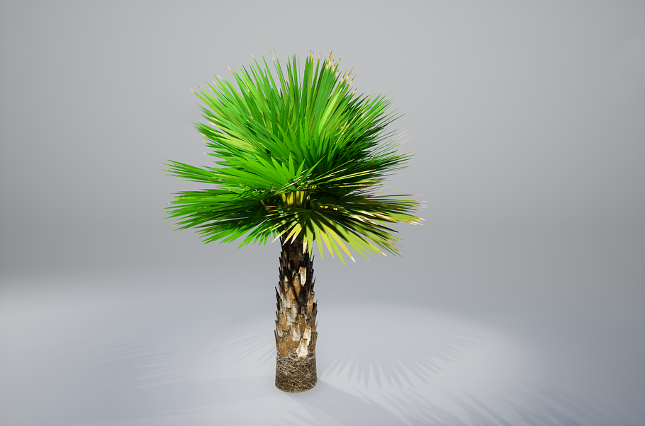 Palm with LODs in Nature - product preview 14