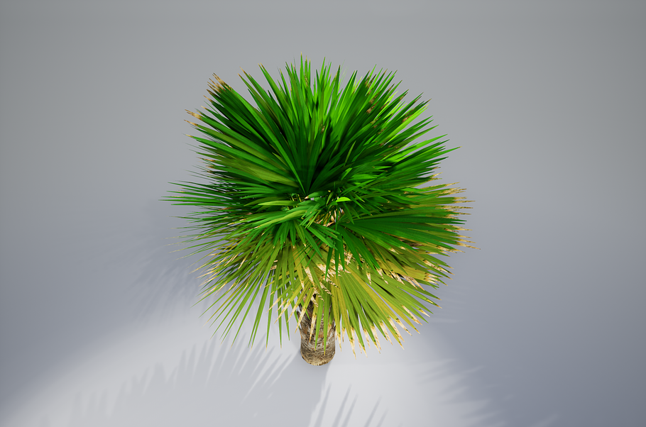 Palm with LODs in Nature - product preview 15