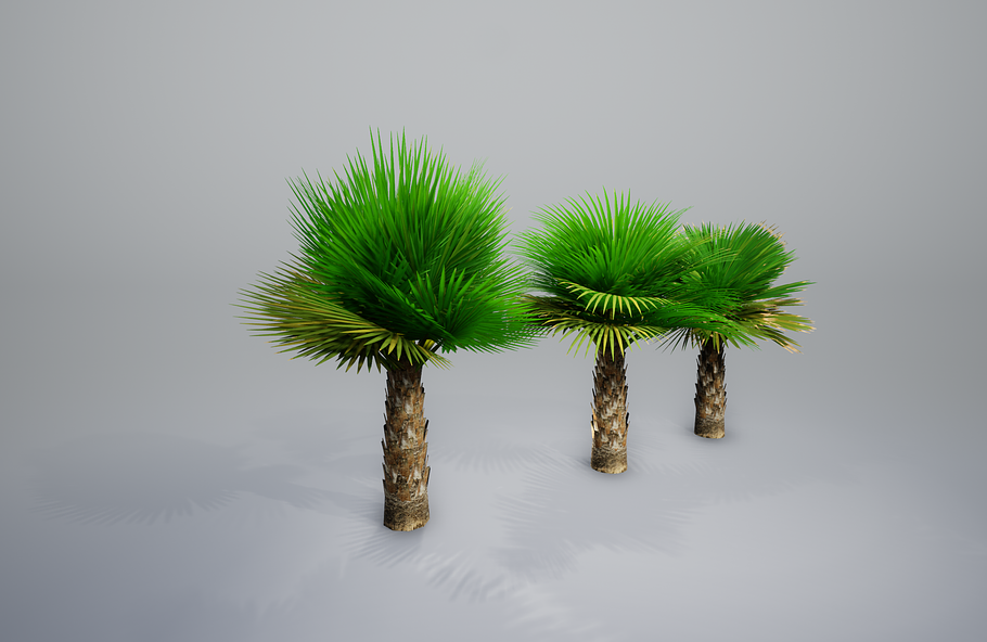 Palm with LODs in Nature - product preview 16