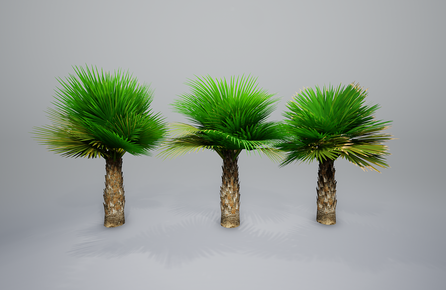 Palm with LODs in Nature - product preview 17