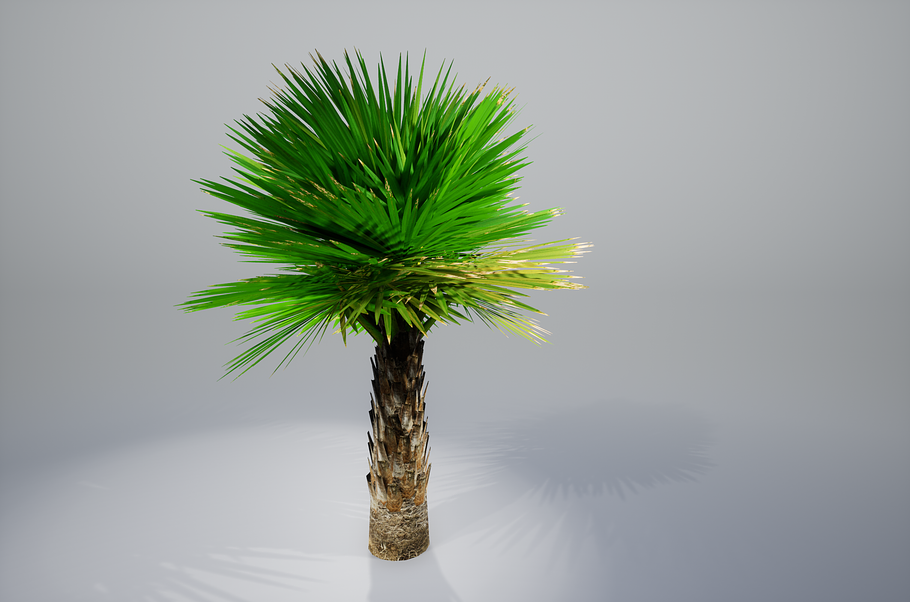 Palm with LODs in Nature - product preview 18