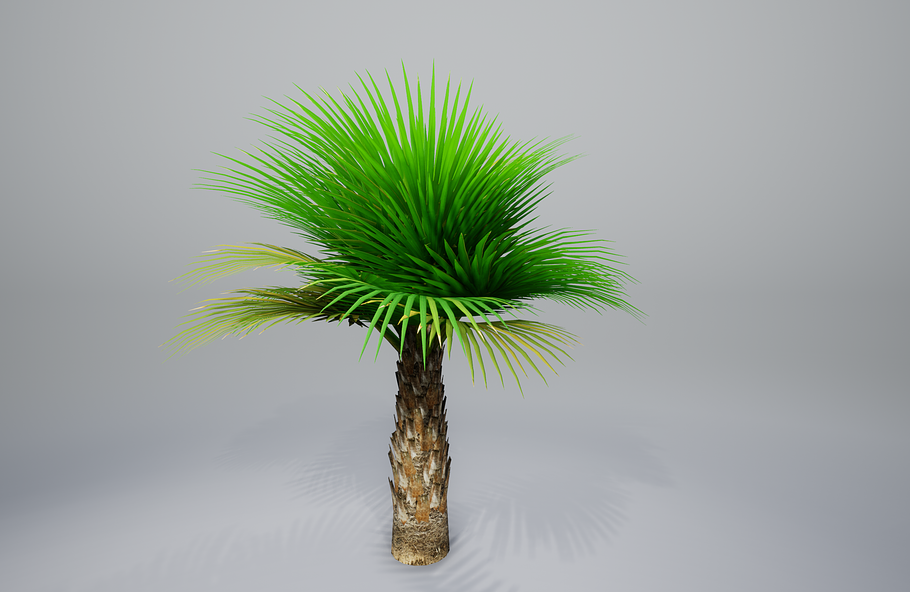 Palm with LODs in Nature - product preview 23
