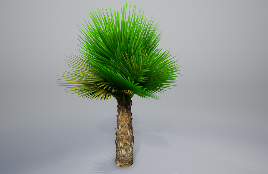 Palm with LODs in Nature - product preview 24