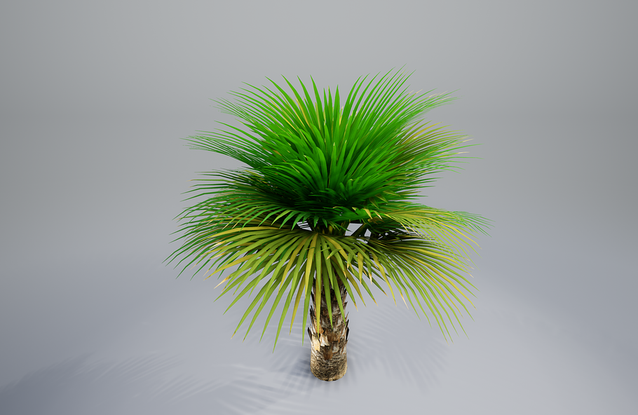 Palm with LODs in Nature - product preview 25