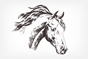 Hand drawn horse illustration
