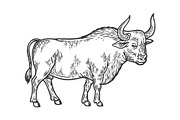 Bull rural farm animal engraving
