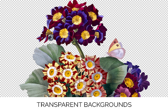 Flowers Auricula Flowers in Illustrations - product preview 1