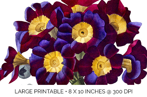 Flowers Auricula Flowers in Illustrations - product preview 3