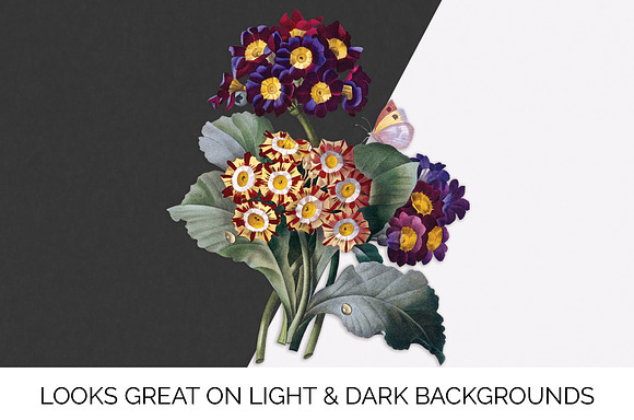 Flowers Auricula Flowers in Illustrations - product preview 5