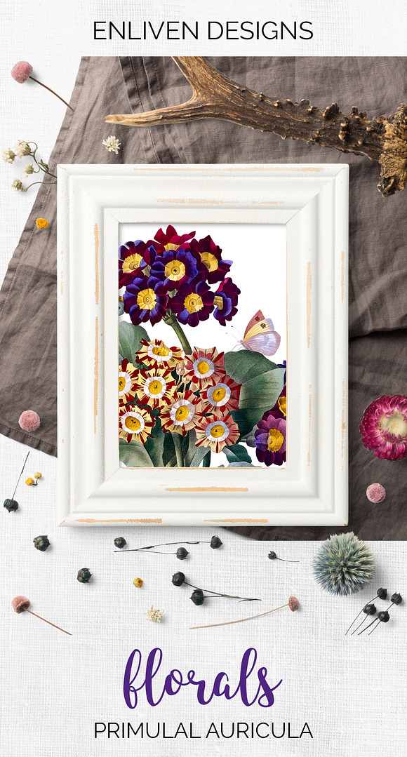 Flowers Auricula Flowers in Illustrations - product preview 6