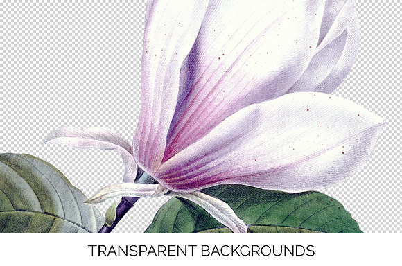Magnolia Clipart Flowers in Illustrations - product preview 1